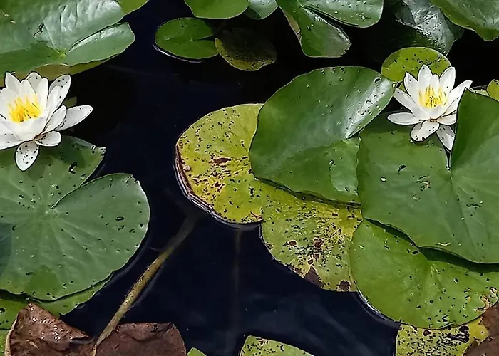 בית נופש Bonheur A La Campagne